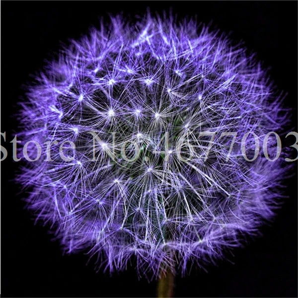 Taraxacum монгольский цветок бонсай, Одуванчик красивый монгольский Одуванчик бонсай Diy товары для домашнего сада травяные плантации 100 шт
