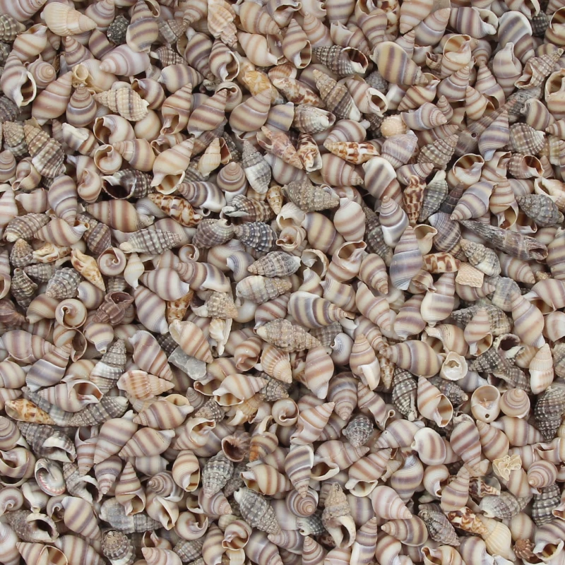 

Раковины из натуральных морских раковин, 20 г, для пляжного декора, «сделай сам», Морской стиль, раковины для аквариума, раковины для украшени...