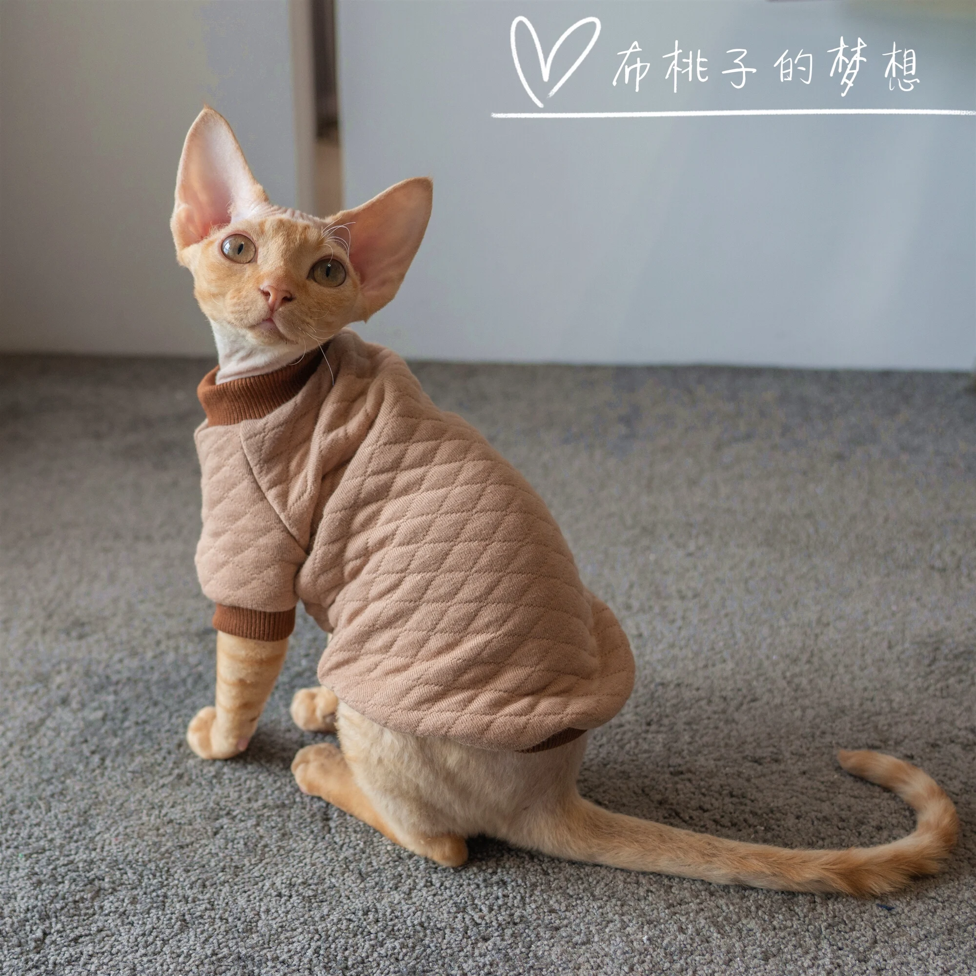 

New Devon cat clothes Sphinx hairless cat air layer quilted cotton jacket