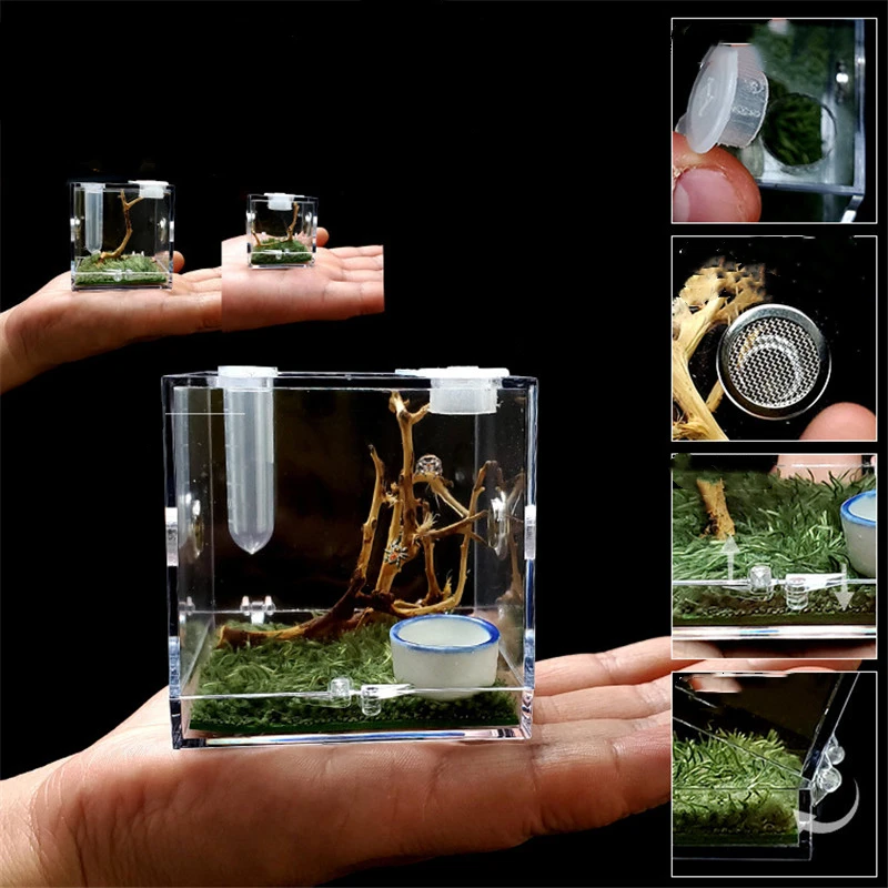 Черная Вдова паук маленькое насекомое дышащий Террариум прозрачная коробка для