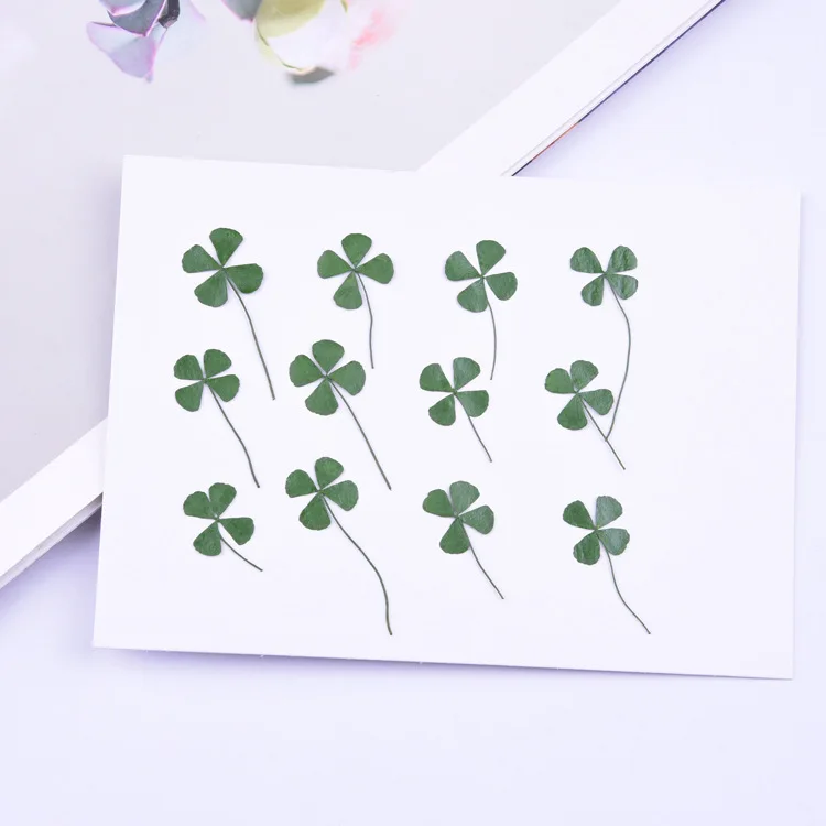 

Four Leaf Clover Real Dried Dry Plants for Aromatherapy Candle Epoxy Resin Pendant Necklace Jewelry Making Craft DIY Accessories