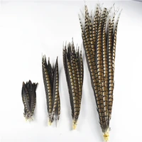 10pcslot natural lady amherst pheasant feathers for decoration long wedding accessories decoration pheasant feather decor plume