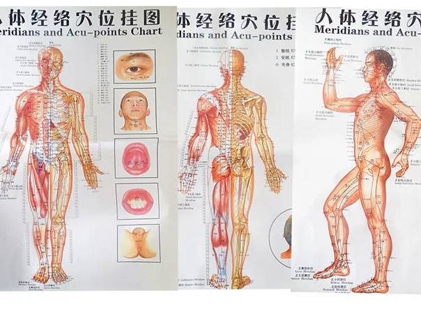 

Free shipping color body acupuncture points chart /Meridian points side/ front / back chinese-English 7pcs set