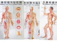 free shipping color body acupuncture points chart meridian points side front back chinese english 7pcs set