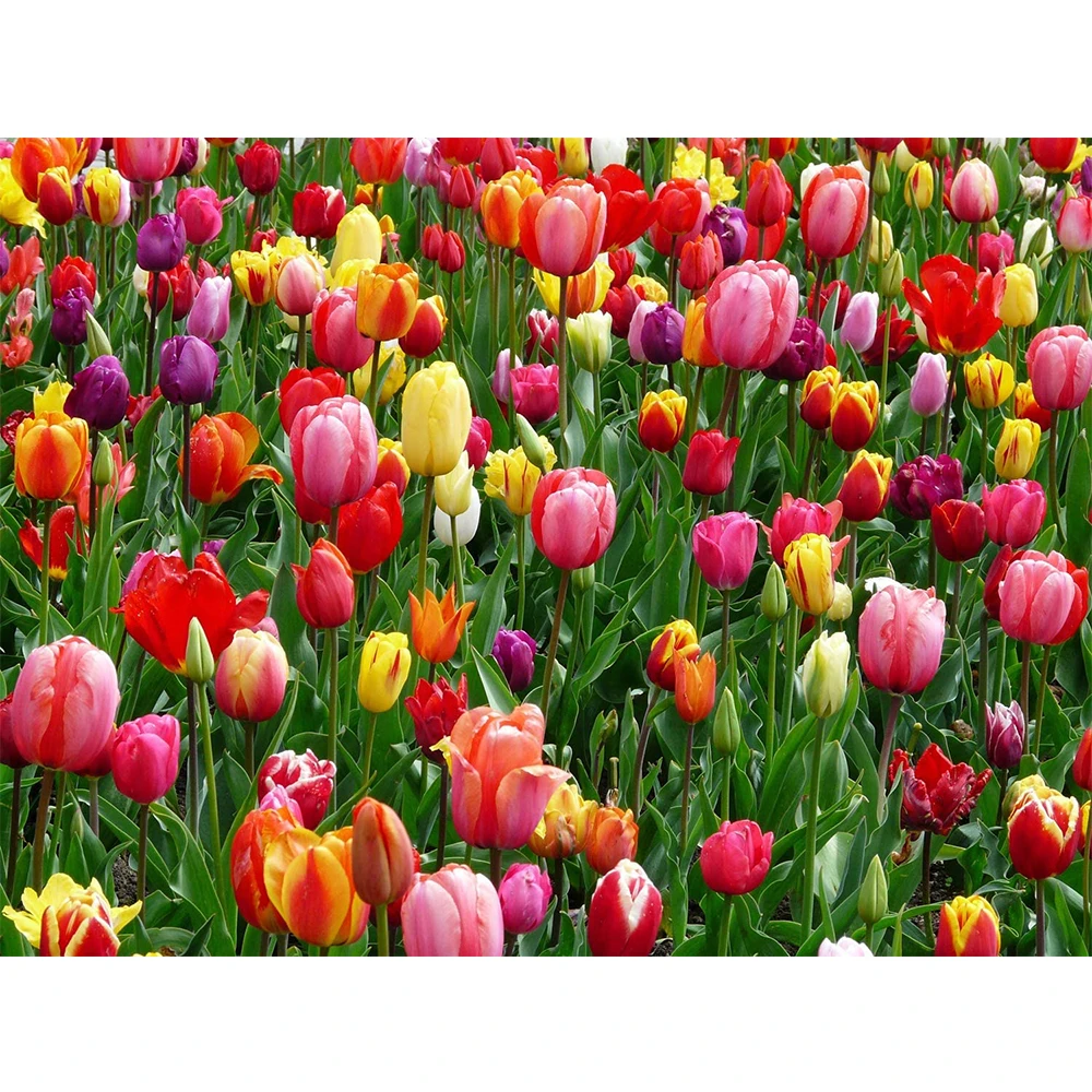 

Flower Landscape Pre-Printed 14CT Cross Stitch Embroidery Kit Hobby Sewing Needlework Handicraft Wholesale Room Decor Promotions