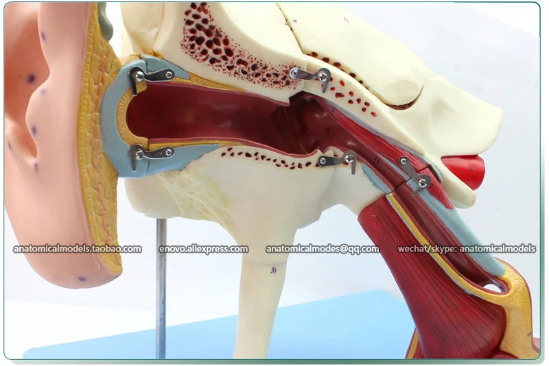 

12521 / Removable Labyrinth Human Ear Anatomy Model, Medical Science Educational Teaching Anatomical Models