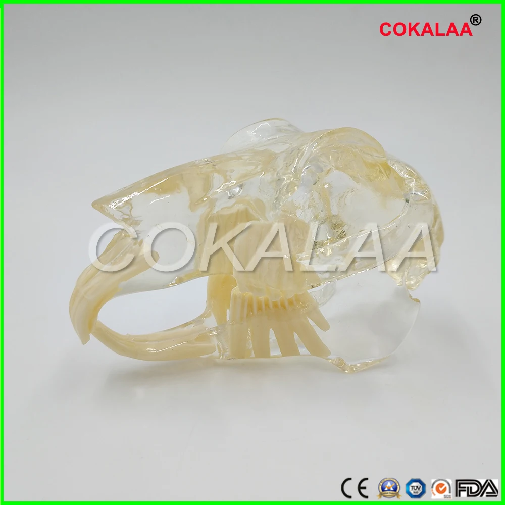 Обучения Стоматологическая модель зубов Кролик Catamount кролика зубы зубного