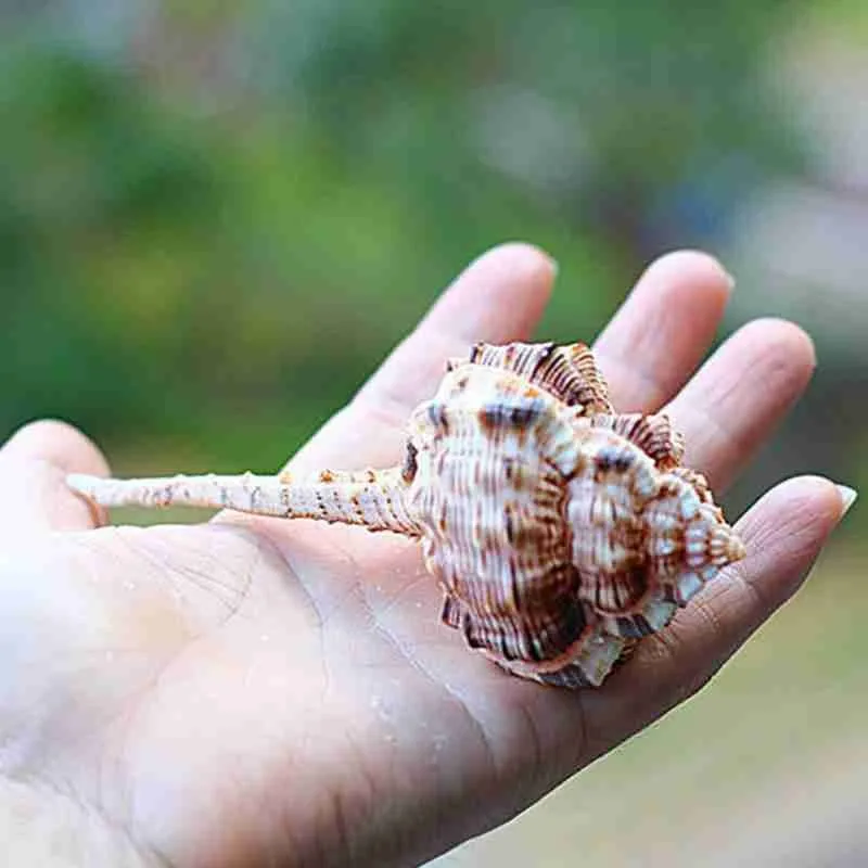 10-12 см коричневая натуральная трубка снайперский череп улитка аквариум