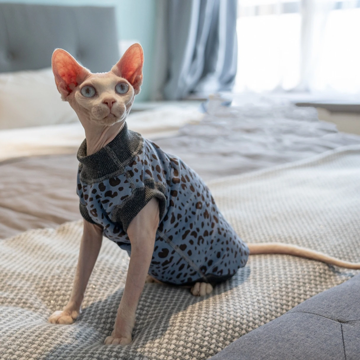 

Cotton Knitted Vest For Sphinx Hairless Cat Sleeveless Soft Comfortable Devin Cat Shorthair Seamless Design Pet Costume ZA02