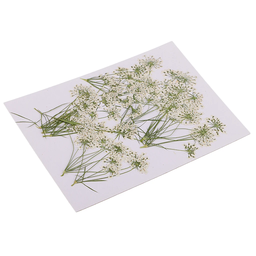 

Eye-catching Pressed Flowers Suitable for DIY 10-Piece Scrapbooks