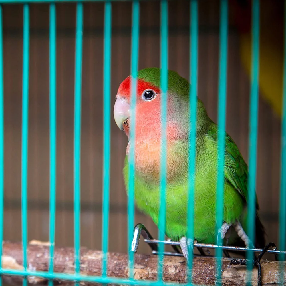 

10pcs Parrot Perch Stand Bird Training Rack Parrot Training (RandomColor)