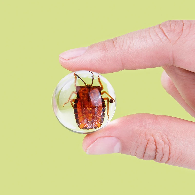 Новые Детские обучающие игрушки для биологии зеркальные образцы из прозрачной