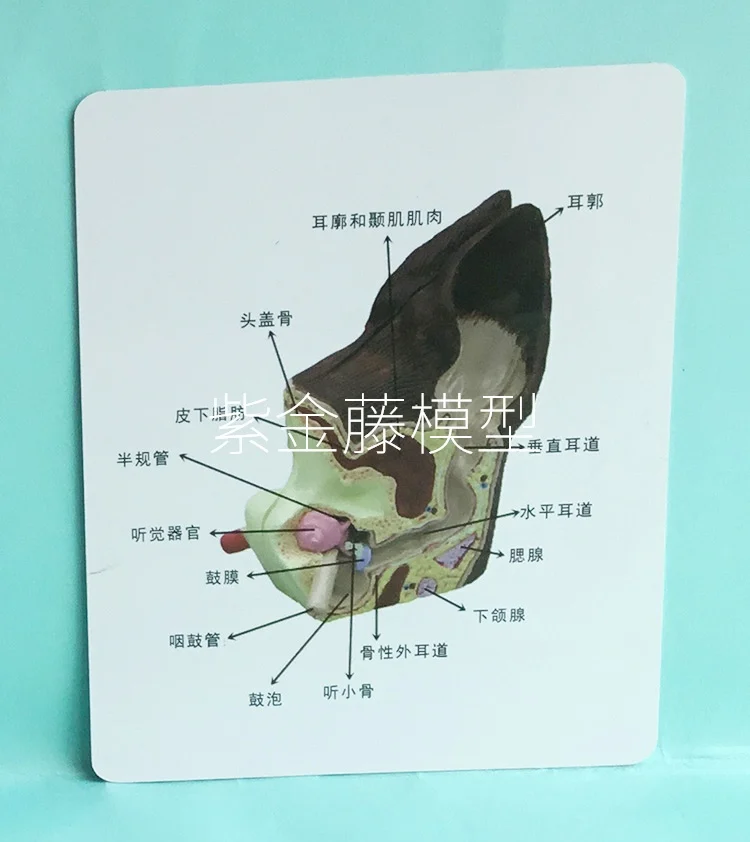 Анатомическая модель для собак и ушей с блошиными ветеринарными научными