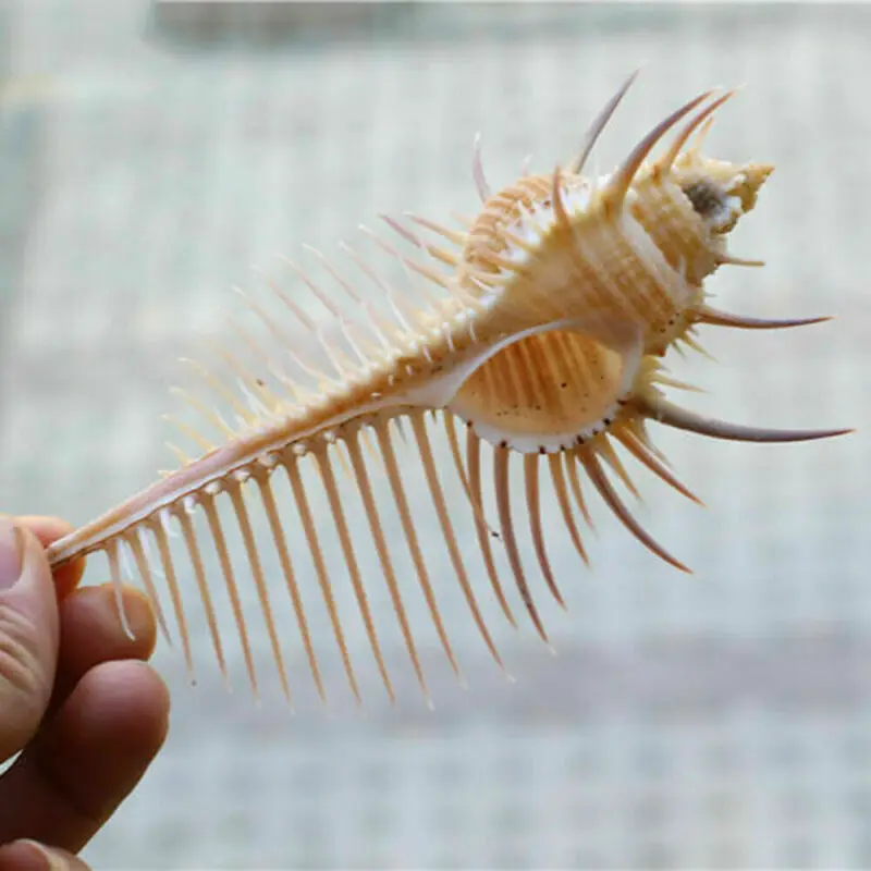 

Natural Pecten Shell Fossils Conch Coral Sea Snail Minerals Collect Gift