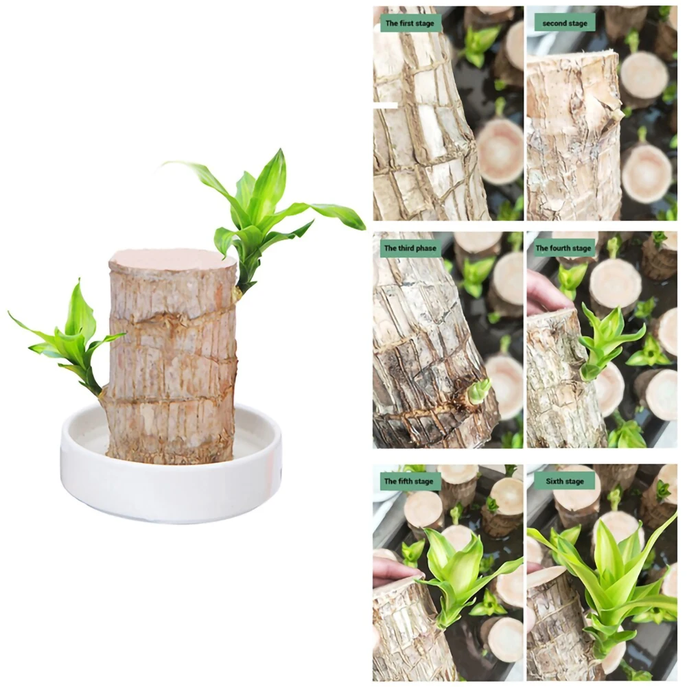 

Mini Potted Plant Stump Mini Brazil Lucky Badan Small Decoration Wood Hydroponic Mini Plant Indoor Office Desktop Decoration