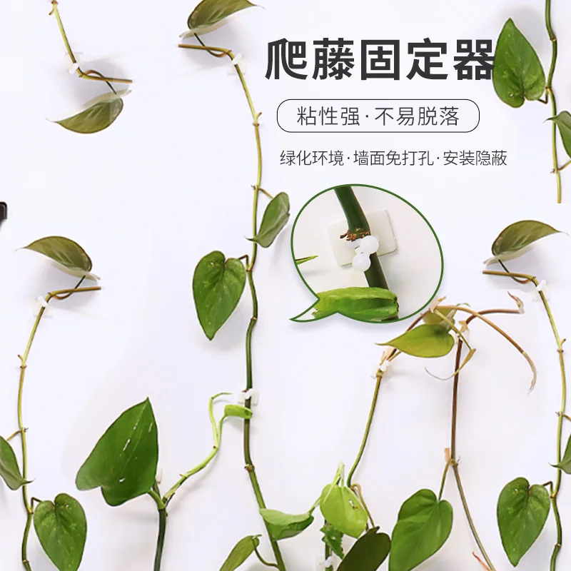 

Epipremnum Aureum Climbing up A Wall Fixed Device Green Vegetation Nailless Stickers Vine Green Vine Climbing Wall Useful Produc