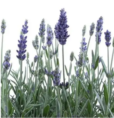 200 шт./лот лаванды английский(Lavandula узколистный) ванили бонсай для Домашнего Цветоводства - Цвет: 2