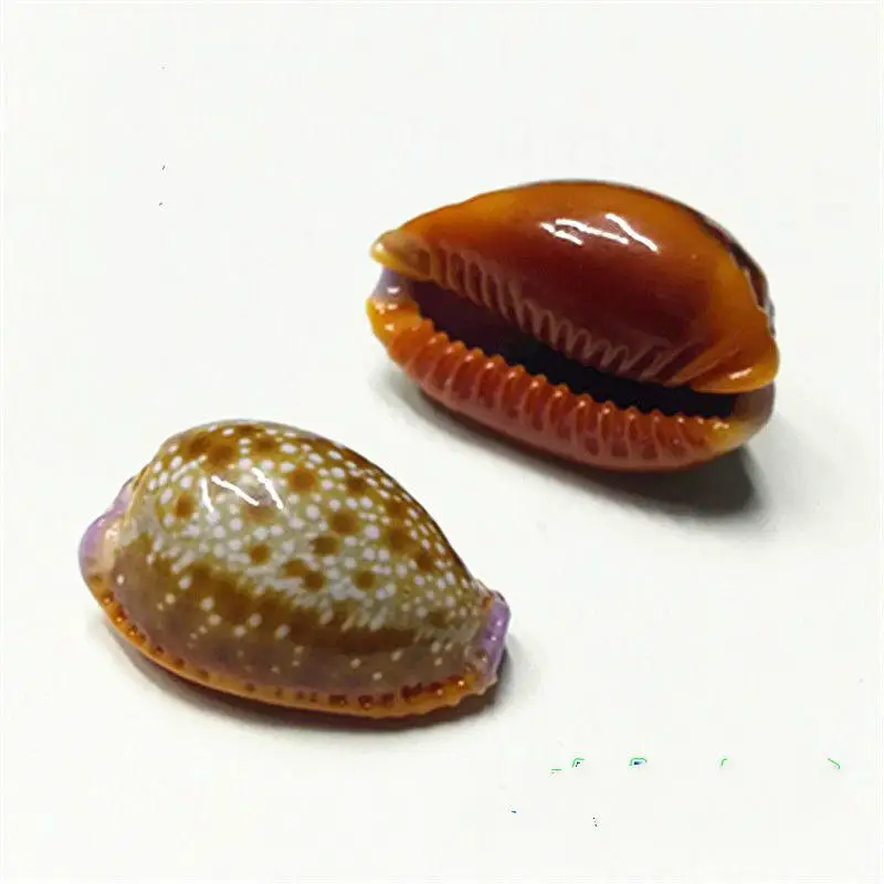 

Natural conch shell 2 cm decorative window design diy manual aquarium shell cowrie sea shell concha de mar