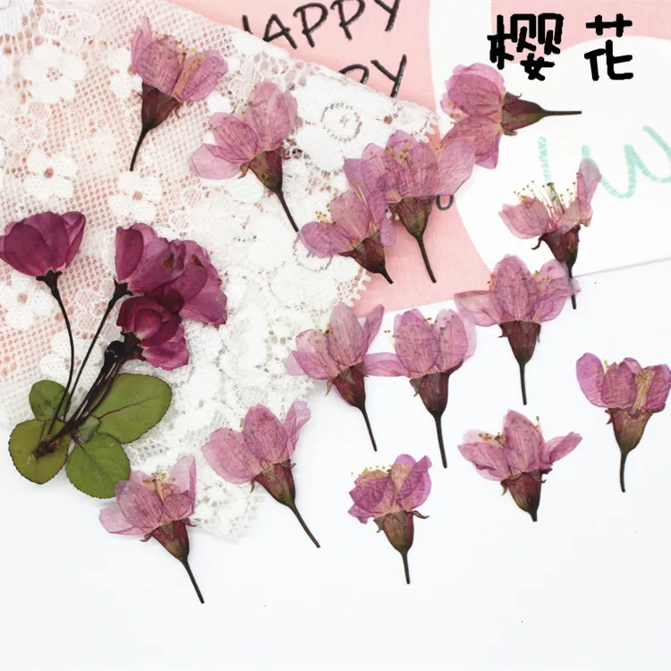 250 шт. прессованный высушенный вишня Сакура цветочных растений Гербария для