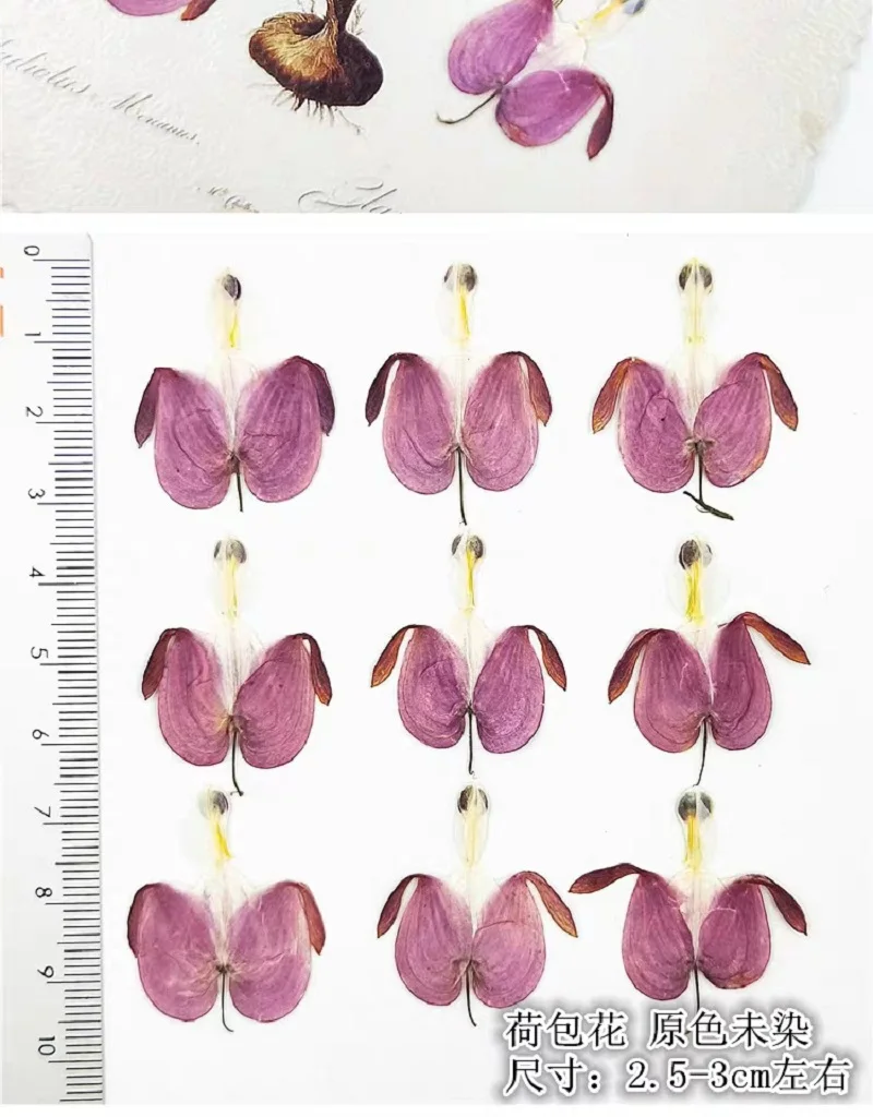 100 шт. прессованный высушенный Calceolaria Фиолетовый цветок лист гербарий из растений