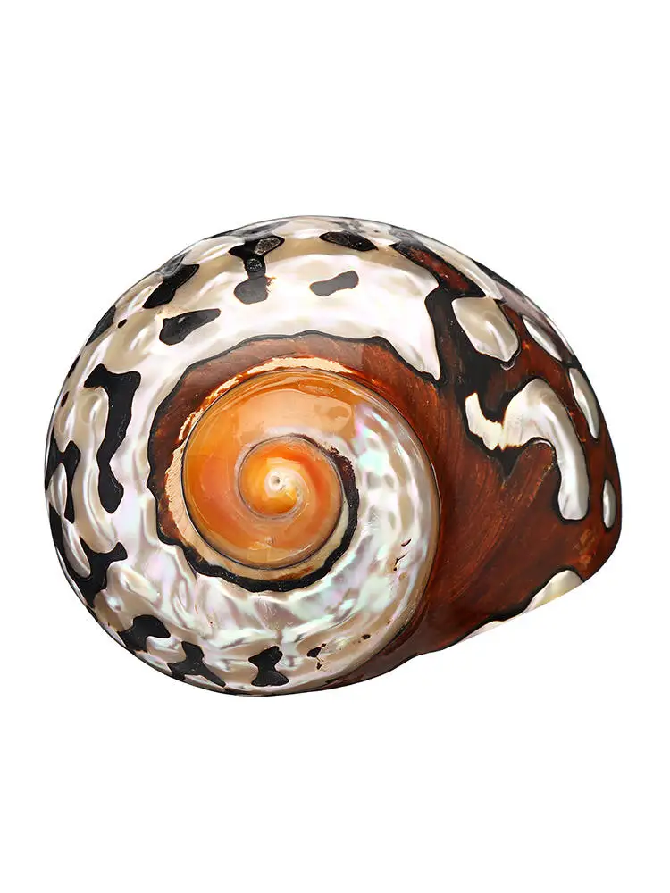 Натуральная раковина Африканский тюрбан Коралловая морская улитка украшение