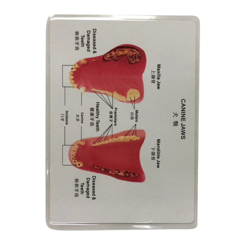 Модель анатомии зуба собаки Canine ветеринарный Скелет животного обучение