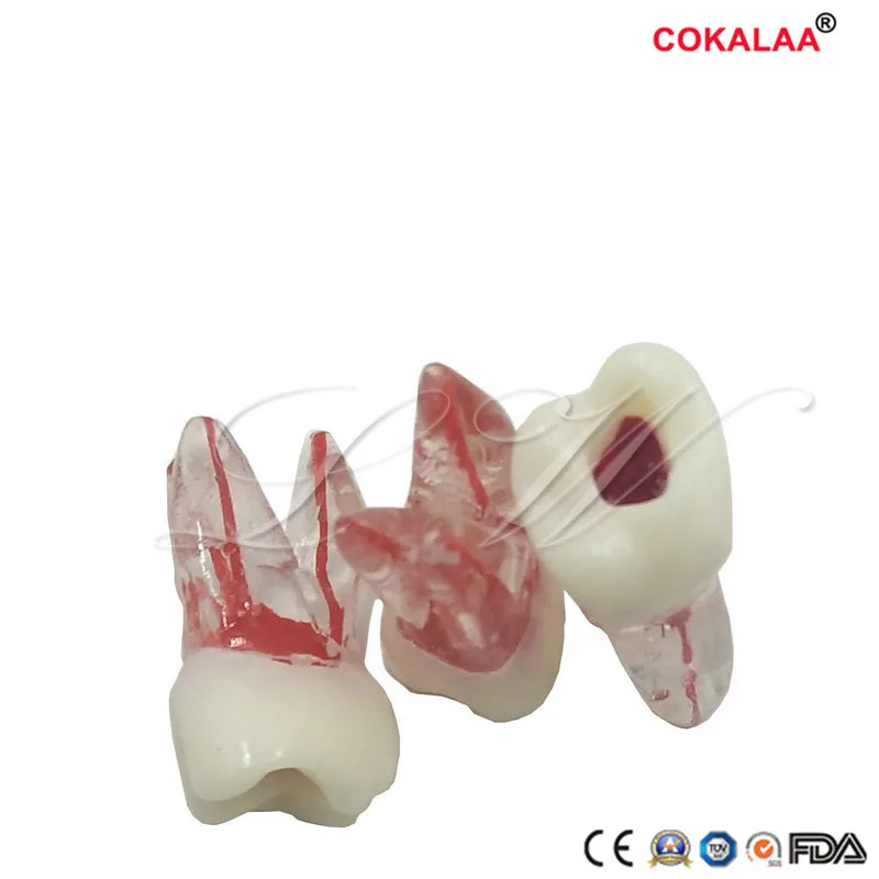 1pc Dental Tooth Model Root Canal Rct Practice Pulp Cavity Clear Resin Teaching Teeth 1: 1 Dentist Tools | Красота и здоровье