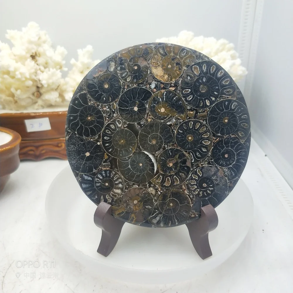 Ammonite Fossil Slice Plate Natura Shell a compassl MADAGASCAR FOSSIL SPECIMEN HEALING fashion wedding decoration