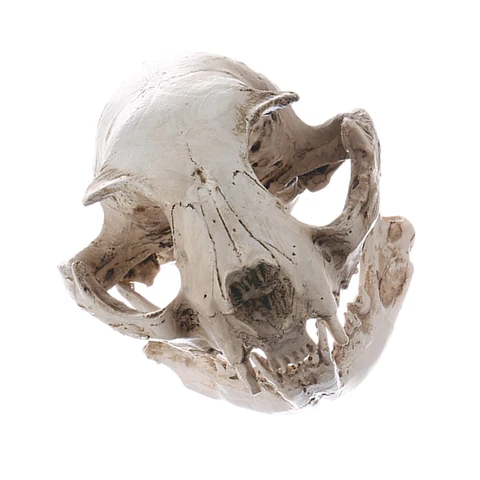 Реалистичная модель черепа кошки из смолы, модель медицинского обучения, модель скелета, украшение для дома вечерние, коллекционное украшение