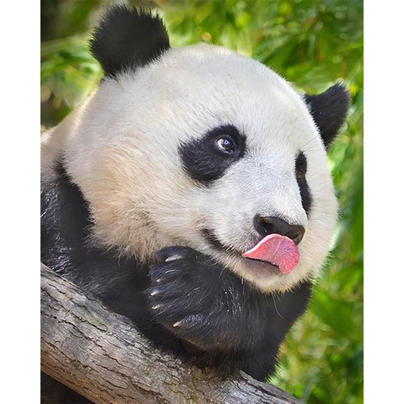 Алмазная живопись 5d квадратные/круглые стразы животное панда алмазная вышивка