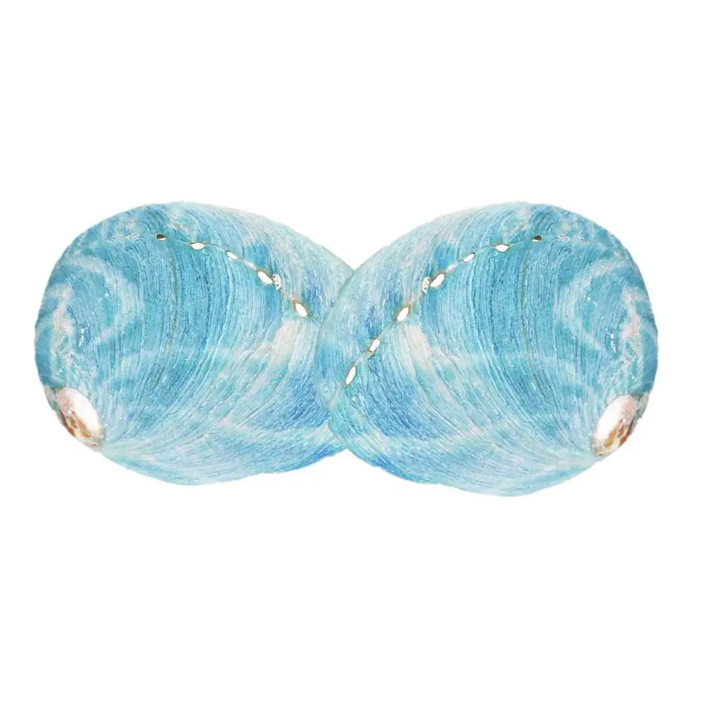 

Natural Abalone Shells Pendants Home Decor Side Mother Of Pearl DIY Gifts Pendants For Jewelry Accessories Crafts Ornaments