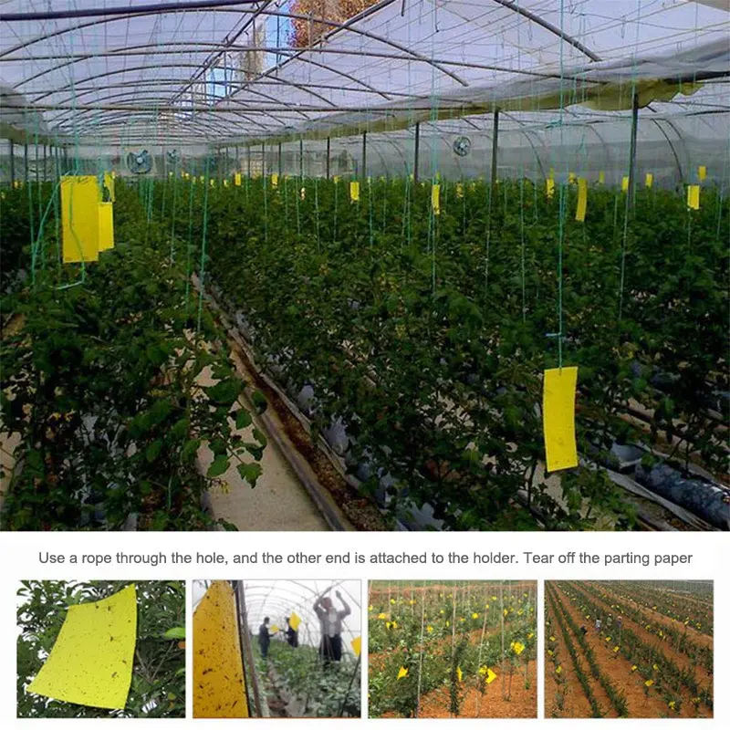 

10 Pcs Flies Traps Environmental Two-Sided Sticky Trap Insects Killer Glue Stickers Board Fruitfly Traps