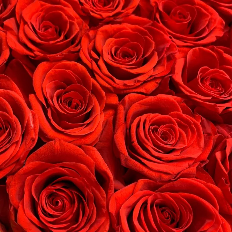 

Preserved Immortal Rose Flowers With Hug Bucket Box Gift Wedding Bouquet Materials Eternal Life Flores Preservadas Valentine's