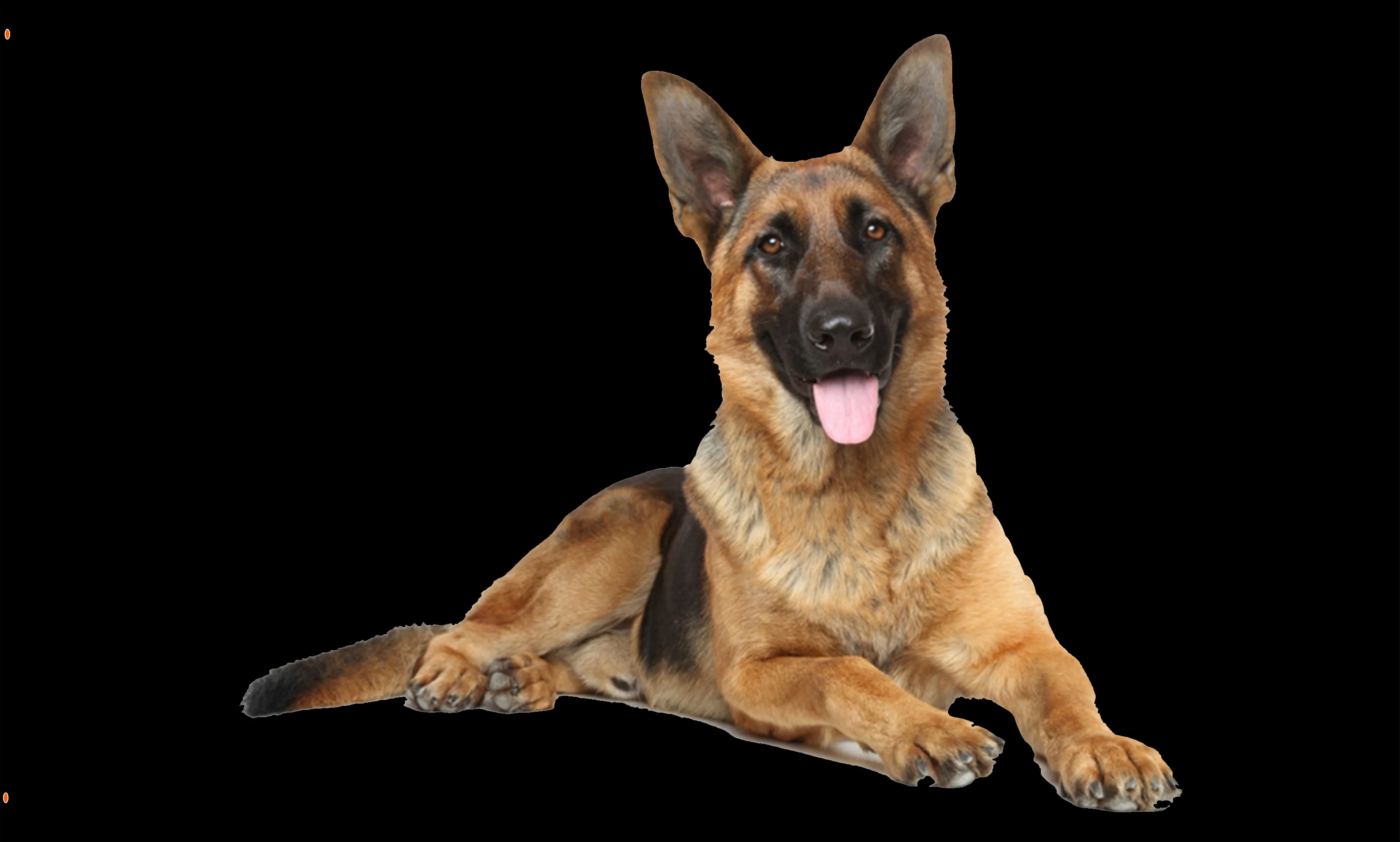 

Hot Sale 3d Printing Customization Dog Flag 90x150cm 120x180cm