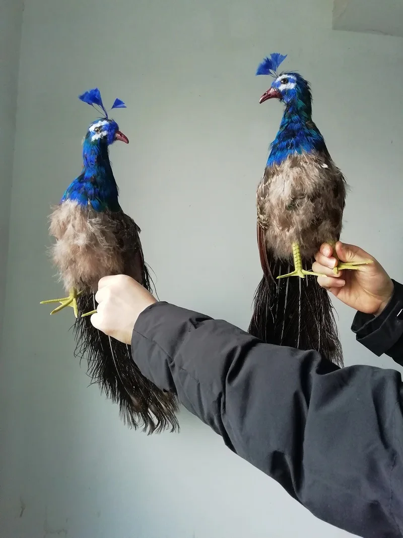 Пара новых моделей павлинов в реальной жизни куклы из пенопласта и настоящего