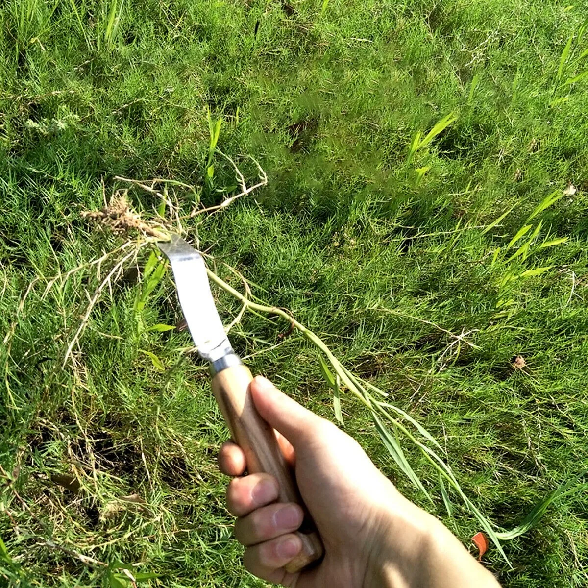 

28CM DAISY GRUBBER GARDEN HAND LAWN WEEDER WEEDING TOOL REMOVES ROOTS [3]