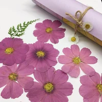 60pcs dried pressed natural purple cosmos bipinnata cav flower for postcard photo frame jewelry bookmark craft diy accessories