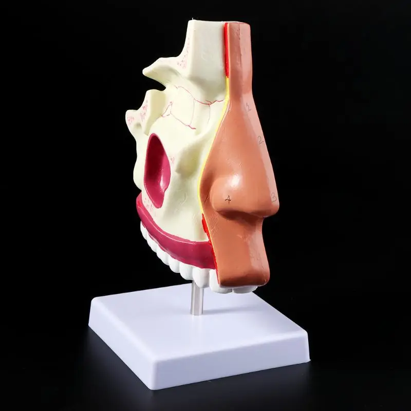 

Human Nasal Cavity Anatomy Model Nose Cavity Structure For Science Classroom Study Display Teaching