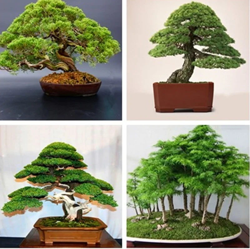 Белая сосна Pinus Parviflora дерево бонсай семена домашнего растения|Поделки своими