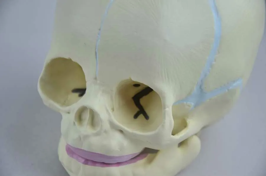 1:1 Human Fetal Baby Infant Medical Anatomical Skull Model for Art Sketch High Simulation Teaching Science | Канцтовары для офиса