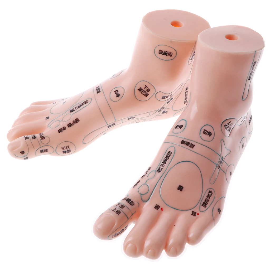 

2x Anatomical Professional Acupuncture Feet Acupoint Model Teaching