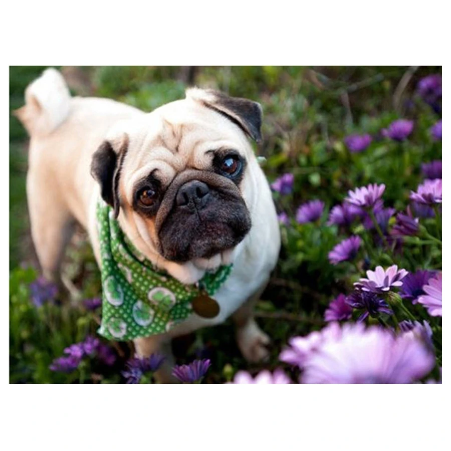 

5D Diy алмазная живопись Мопс Собака кристалл вышивка крестиком домашняя декоративная 3D полная квадратная круглая Алмазная вышивка домашний ...