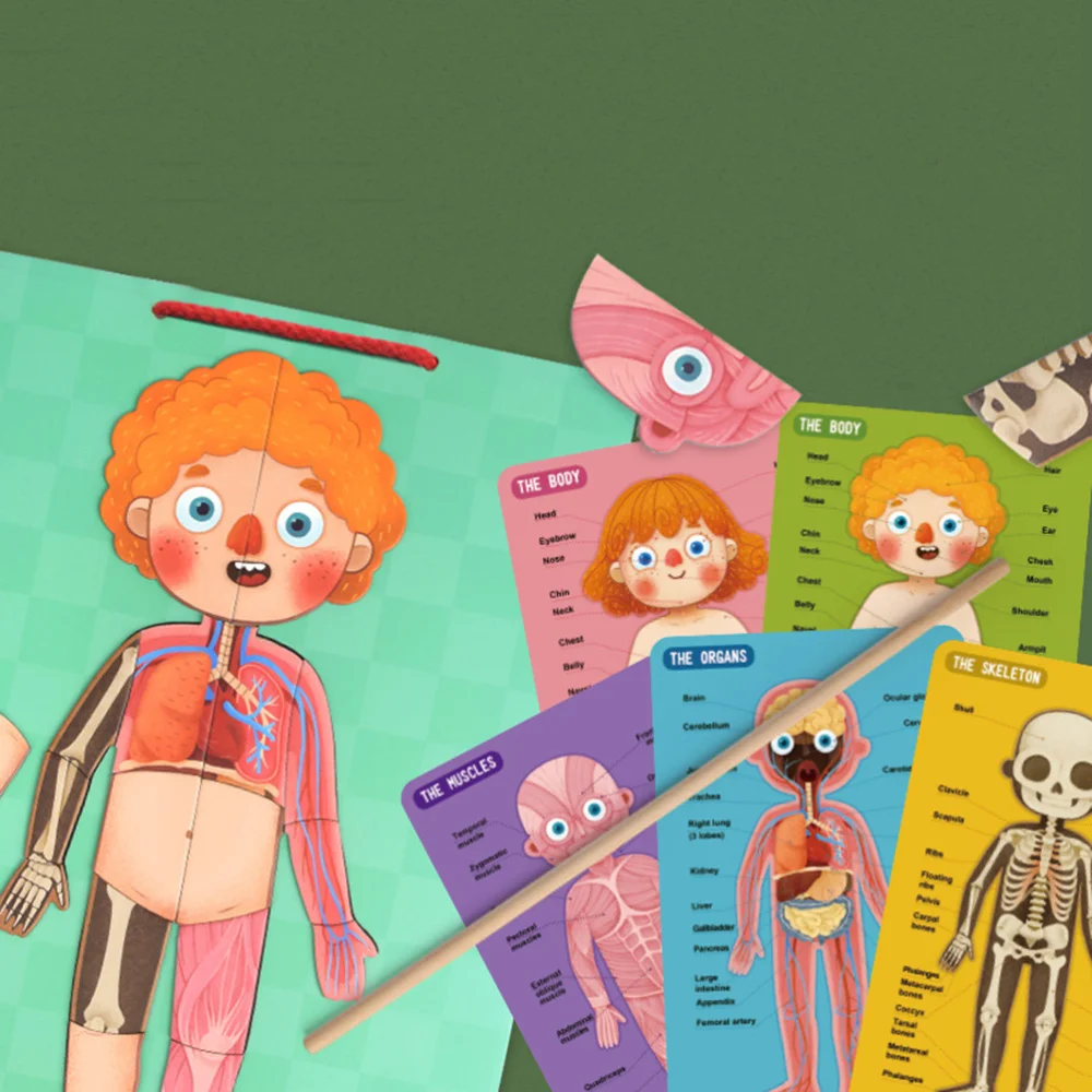 Магнитная модель человеческого тела игрушка-пазл магнитная подвесная доска