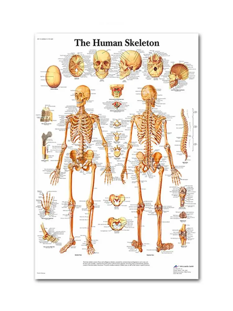 Система анатомии человека художественный плакат печатная карта тела шелковая