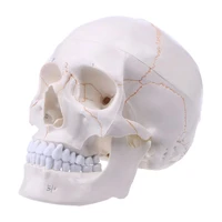 life size human skull model anatomical anatomy medical teaching skeleton head studying teaching supplies