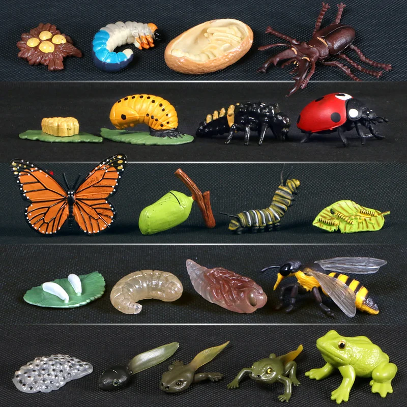 Фото Моделирование растений животных рост модели фасоли насекомых лягушка бабочка