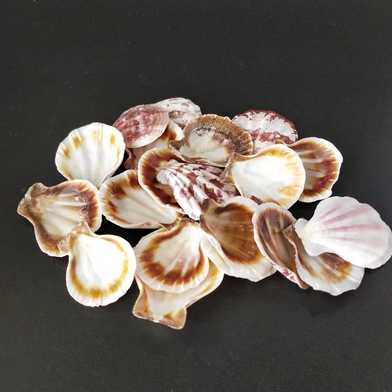 

20PCS Mediterranean Style Beautiful Beach SeaShells conch sea Natural Shells Shell Crafts for Aquarium Fish Tank Decor