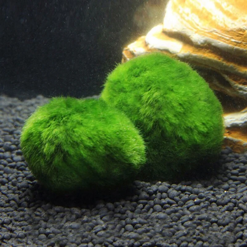 

5 шт./пакет 3-4 см мох Marimo Balls живое аквариумное растение водоросли для аквариума Ландшафтный водный шар