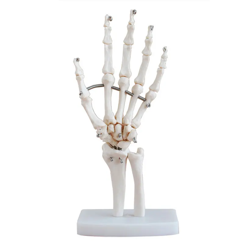 

Home Decor Teaching Props Medical Anatomy Hand Joint Model Prop Mischief Halloween Professional