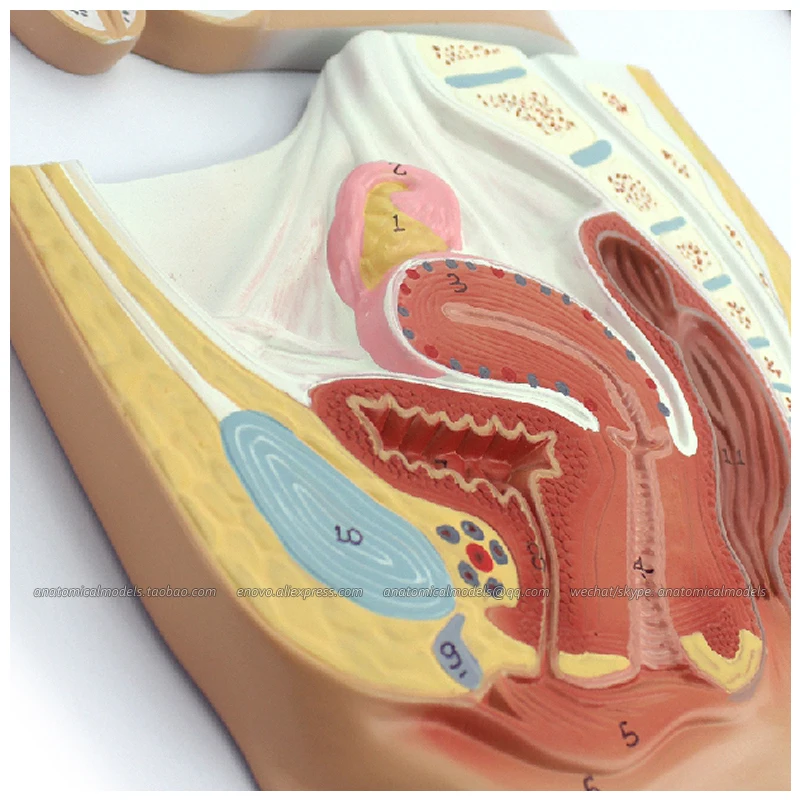 12437/модель висячей анатомии мужской женской мочеполовой системы образовательные